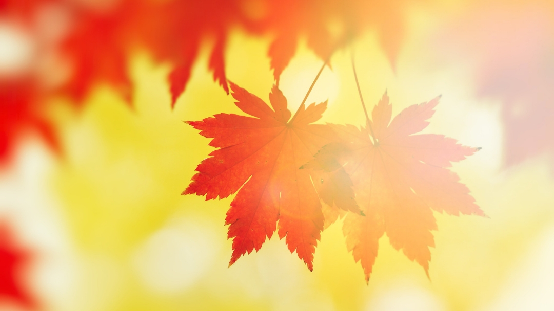 For Every Season, There Is a Dis-ease