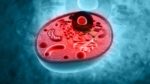 Healthy Mitochondria