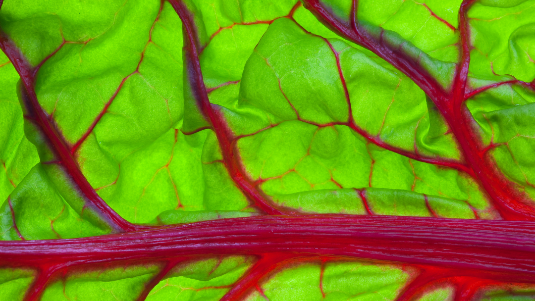 Varicose Veins & Vessel Health