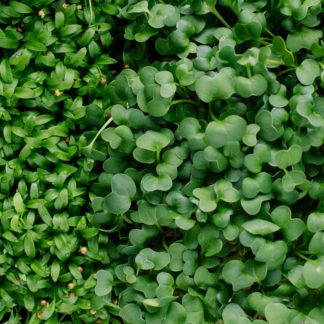 Making the Case for Microgreens