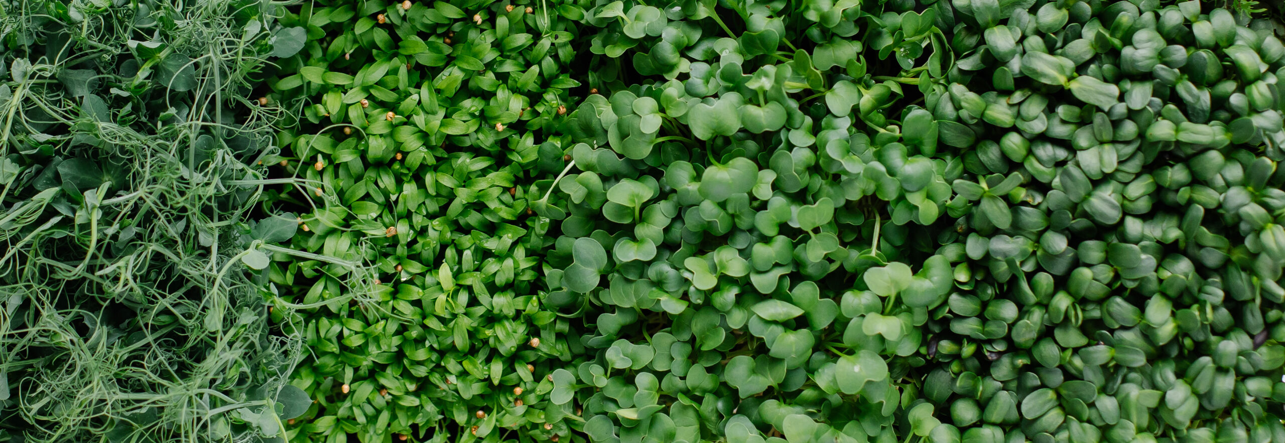 Making the Case for Microgreens