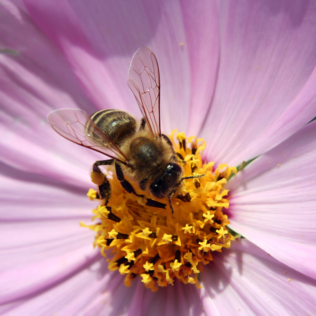 The Medicine of Bees: Bee Pollen