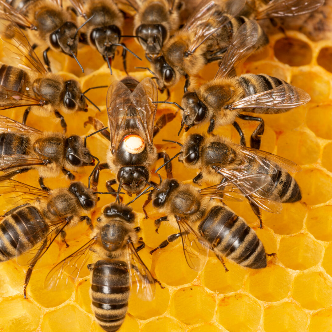The Medicine of Bees: Beeswax and Bee Venom