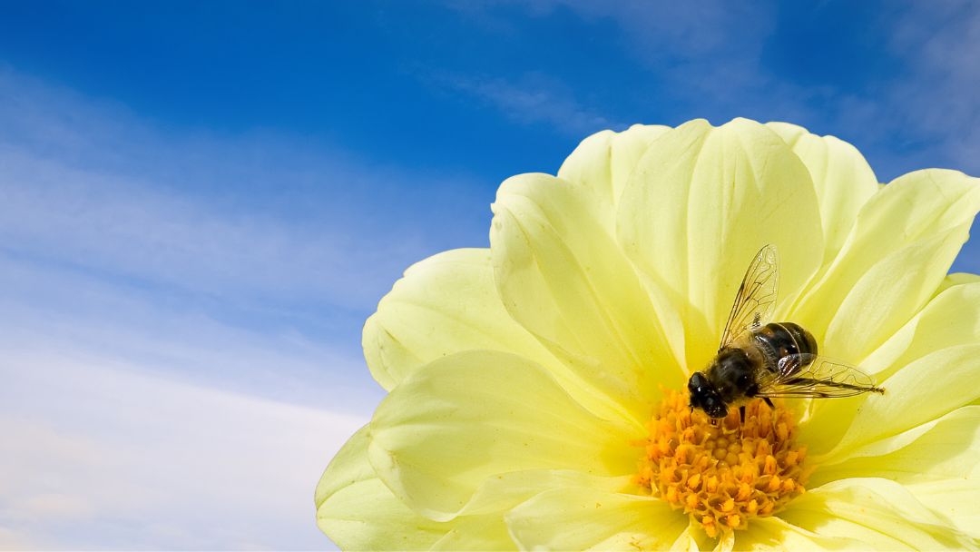 The Medicine of Bees: Royal Jelly